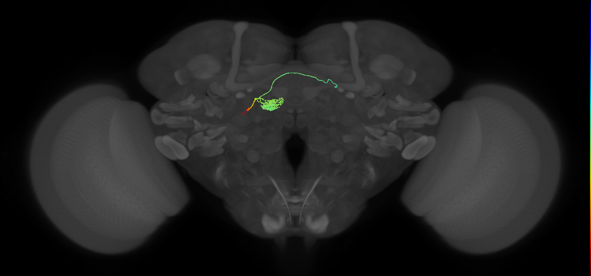 FC1B(FQ6)_C9_L (FlyEM-HB:1261130144)