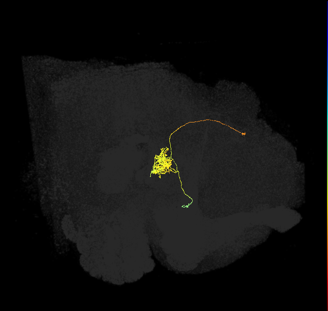 FC1B(FQ6)_C2_L (FlyEM-HB:1353134146)