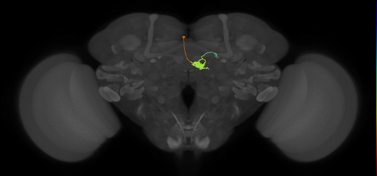 FC1B(FQ6)_C2_L (FlyEM-HB:1353134146)