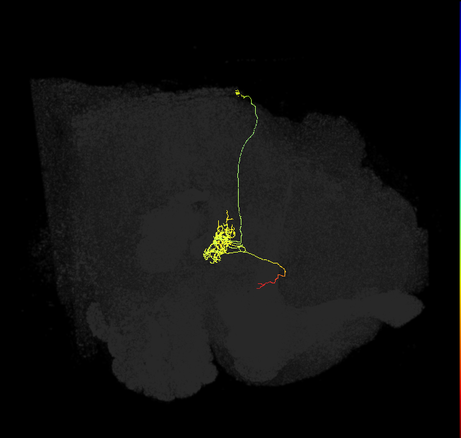 FC1B(FQ6)_C2_R (FlyEM-HB:1375266822)