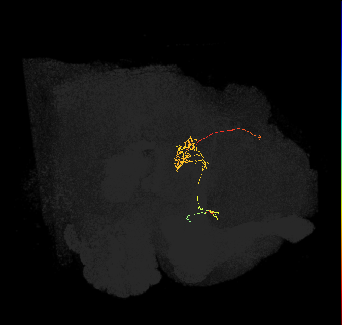 FC1C(FQ6)_C4_L (FlyEM-HB:1164217481)