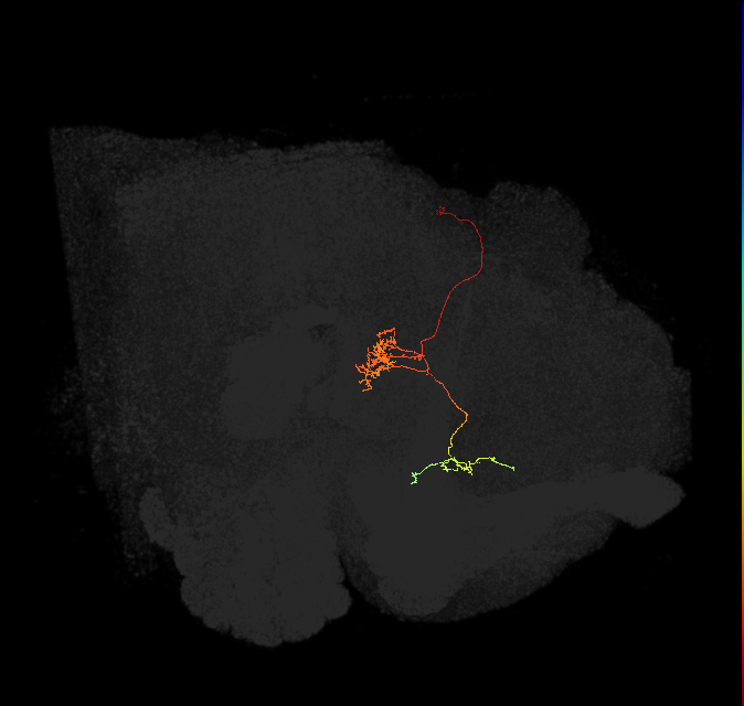 FC1C(FQ6)_C7_L (FlyEM-HB:1065751286)