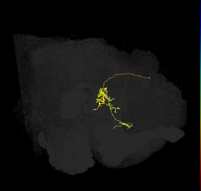 FC1C(FQ6)_C2_L (FlyEM-HB:5812989861)