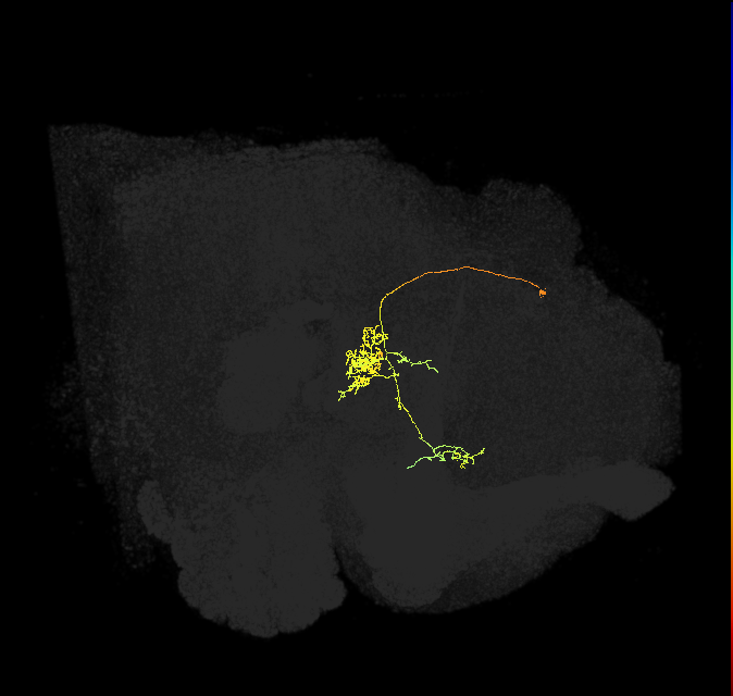 FC1C(FQ6)_C2_L (FlyEM-HB:1292083252)