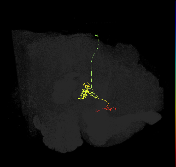 FC1C(FQ6)_C2_R (FlyEM-HB:1044922311)