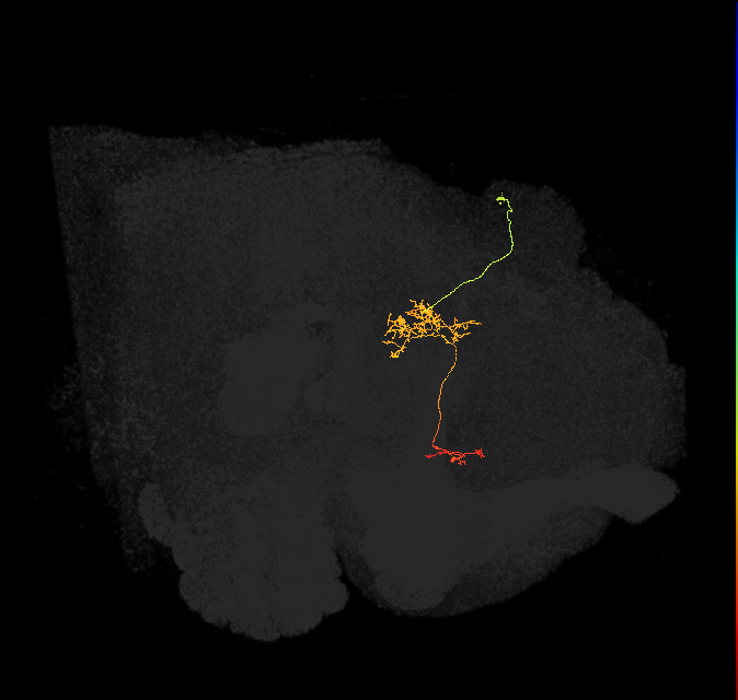 FC1C(FQ6)_C5_R (FlyEM-HB:1069762072)
