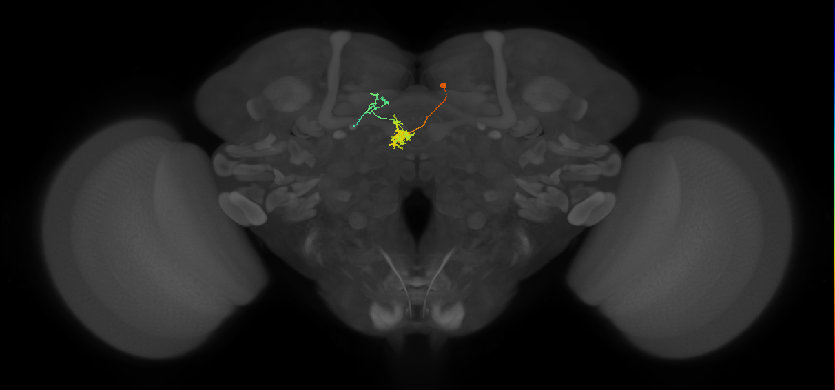 FC1C(FQ6)_C7_R (FlyEM-HB:1129772186)