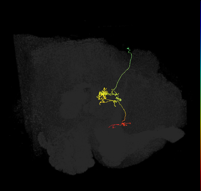 FC1C(FQ6)_C3_R (FlyEM-HB:1135902737)