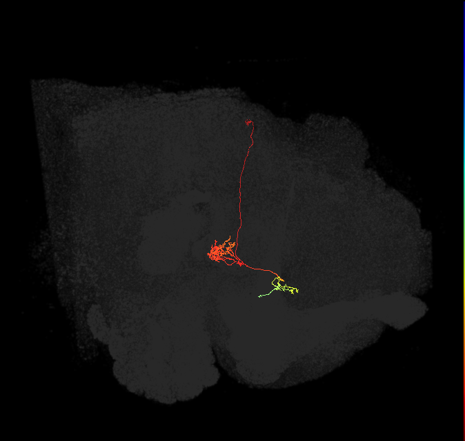 FC1C(FQ6)_C9_L (FlyEM-HB:1261130037)