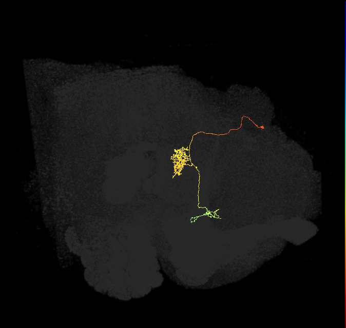 FC1C(FQ6)_C3_L (FlyEM-HB:1107233517)
