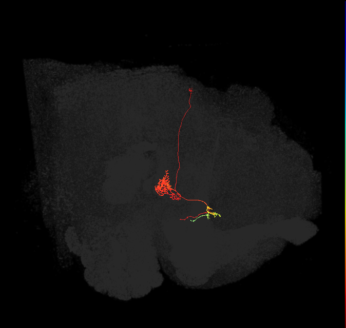 FC1C(FQ6)_C9_L (FlyEM-HB:1168664512)
