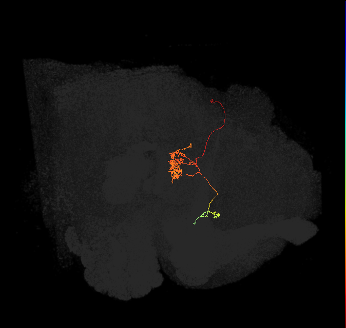 FC1C(FQ6)_C7_L (FlyEM-HB:1107224914)