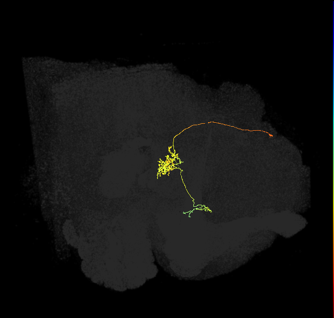 FC1C(FQ6)_C2_L (FlyEM-HB:1107566252)