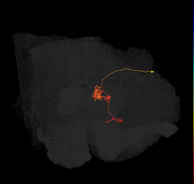 FC1C(FQ6)_C8_R (FlyEM-HB:1292514773)