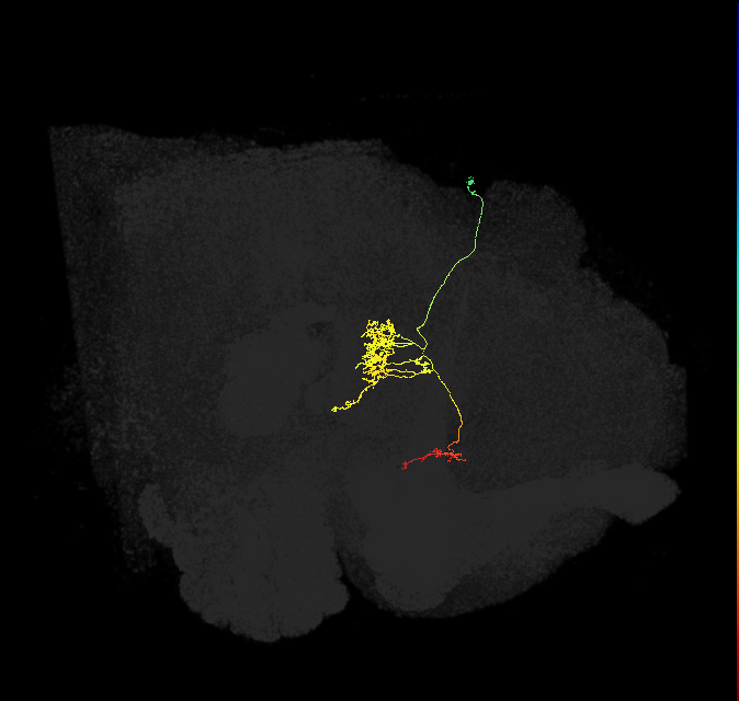 FC1C(FQ6)_C3_R (FlyEM-HB:1136252169)