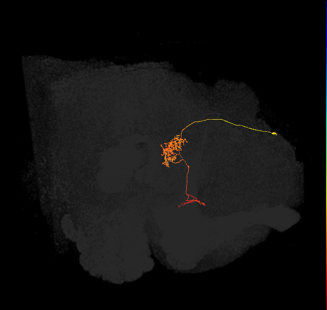 FC1C(FQ6)_C7_R (FlyEM-HB:5813016954)
