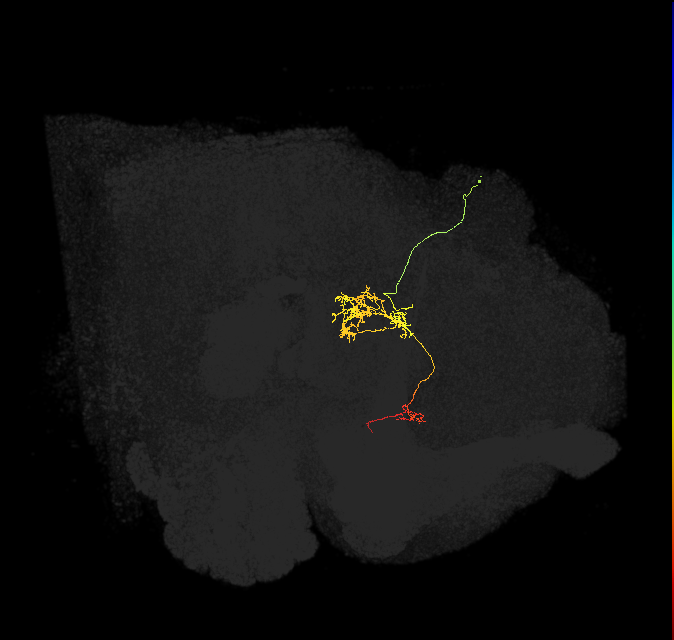 FC1C(FQ6)_C4_R (FlyEM-HB:940791032)