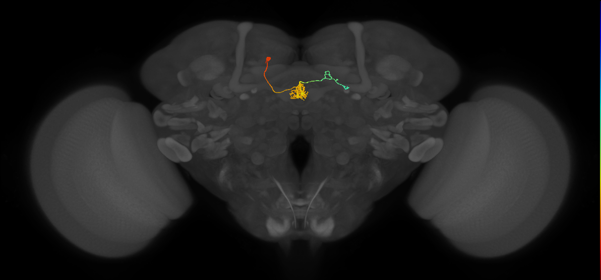 FC1D(FQ6)_C5_L (FlyEM-HB:1163552692)