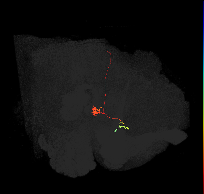 FC1D(FQ6)_C9_L (FlyEM-HB:1374390721)