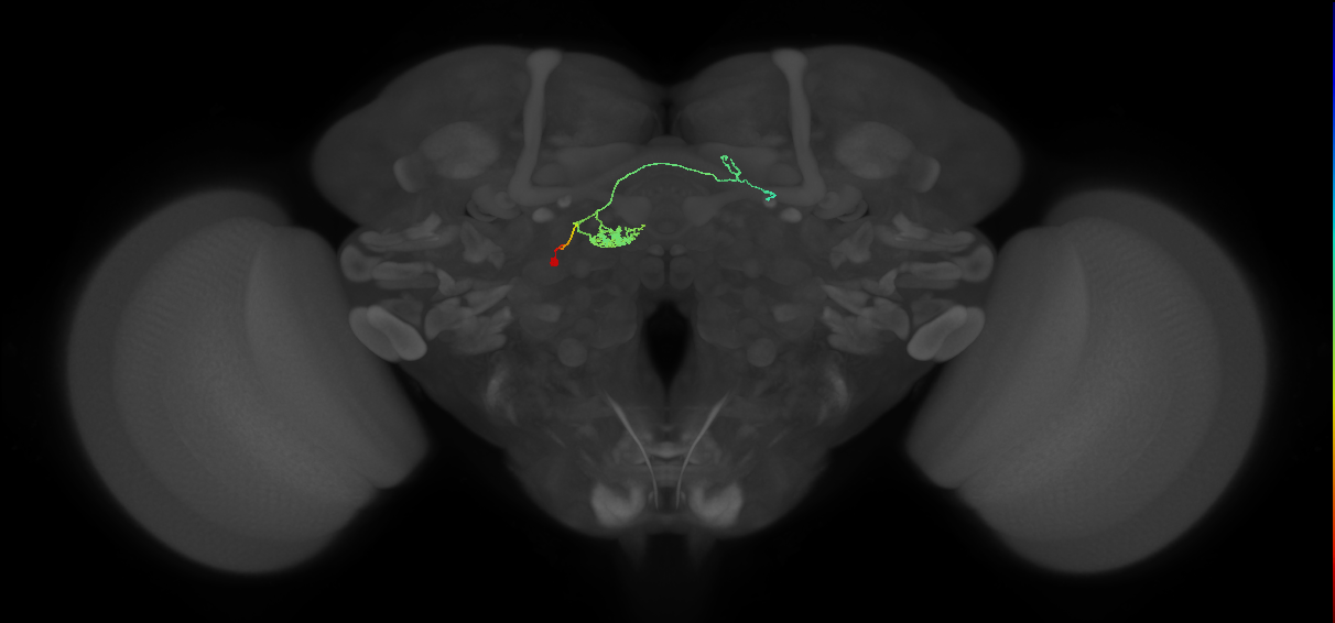 FC1D(FQ6)_C9_L (FlyEM-HB:1374390721)