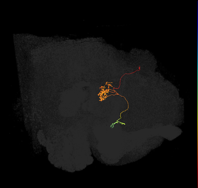 FC1D(FQ6)_C6_L (FlyEM-HB:5813080804)