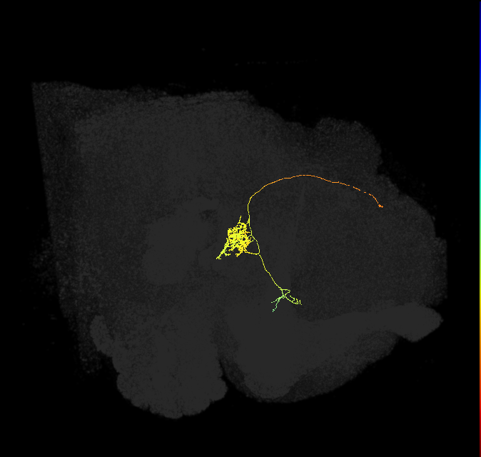 FC1D(FQ6)_C2_L (FlyEM-HB:912894601)
