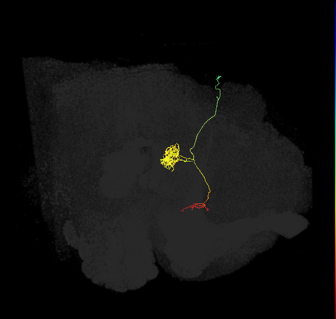 FC1D(FQ6)_C3_R (FlyEM-HB:1136248041)