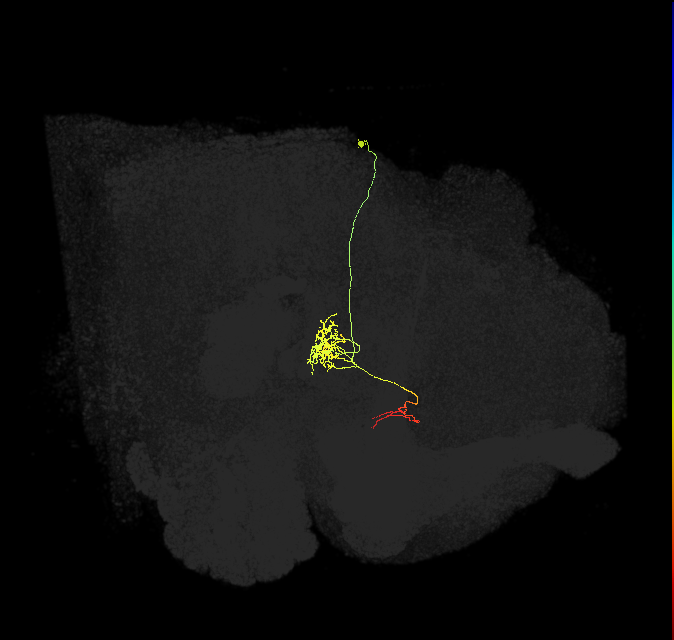 FC1D(FQ6)_C2_R (FlyEM-HB:1406642759)