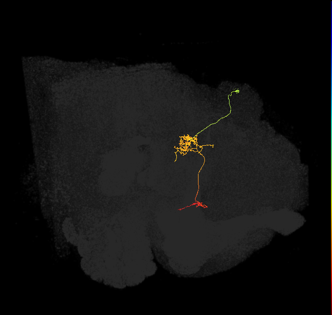 FC1E(FQ6)_C5_R (FlyEM-HB:909760662)