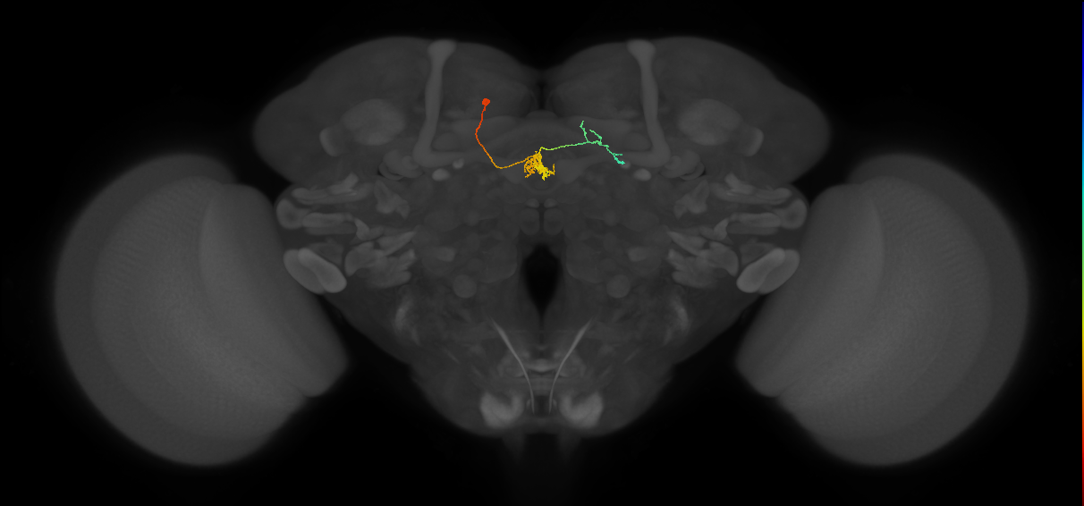 FC1E(FQ6)_C5_L (FlyEM-HB:1164917156)