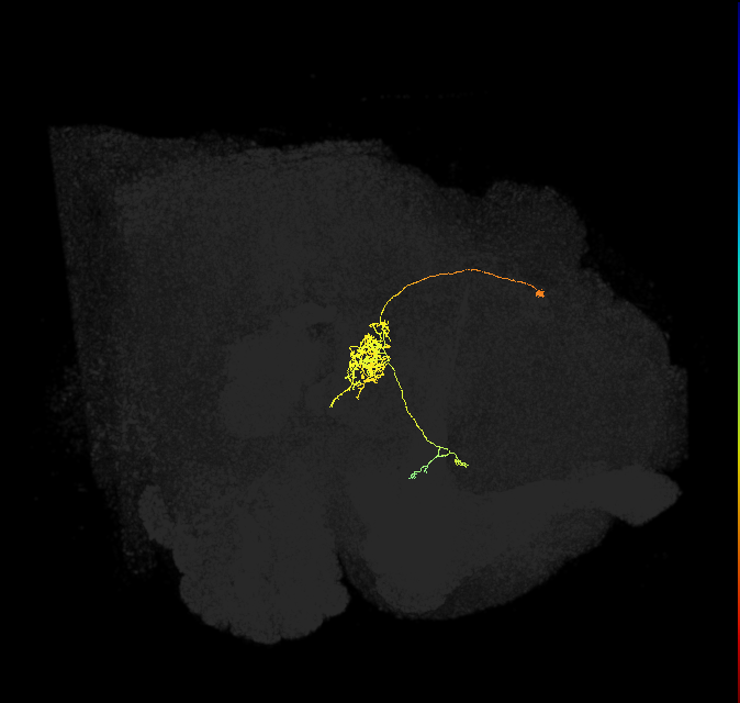 FC1E(FQ6)_C2_L (FlyEM-HB:1292083167)