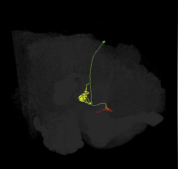 FC1E(FQ6)_C1_R (FlyEM-HB:1385524378)