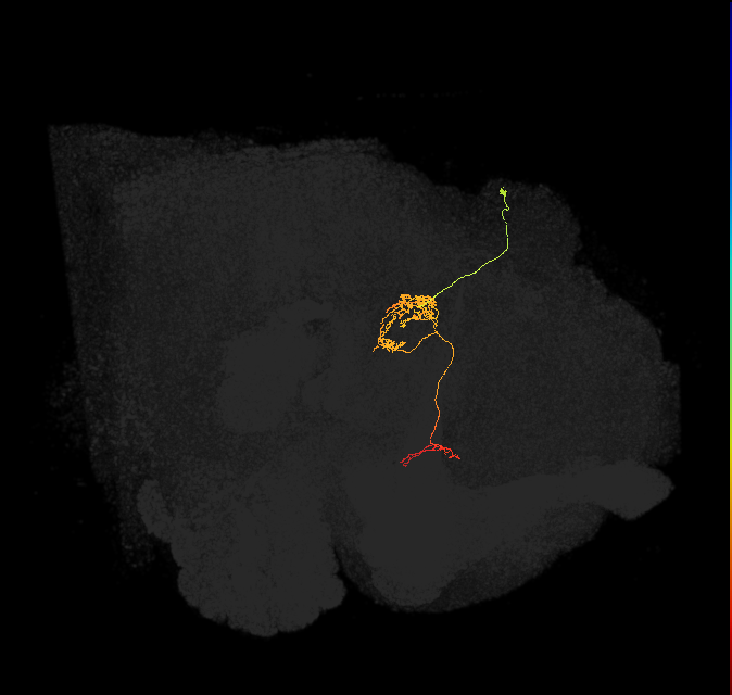 FC1E(FQ6)_C5_R (FlyEM-HB:1164234826)