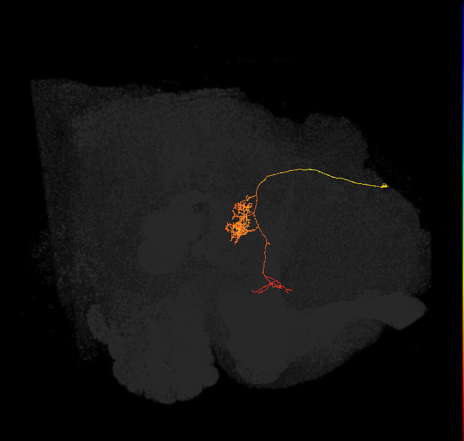 FC1E(FQ6)_C7_R (FlyEM-HB:1098737385)