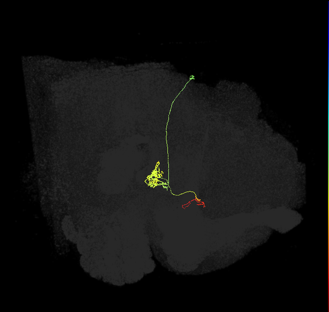 FC1E(FQ6)_C1_R (FlyEM-HB:5813104910)