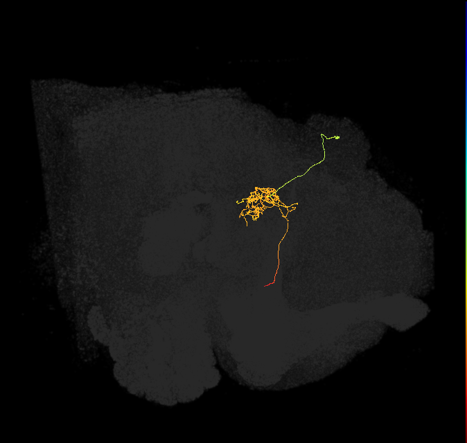 FC1F(FQ6)_C5_R (FlyEM-HB:909760594)