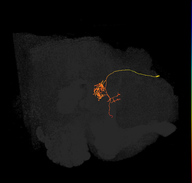 FC1F(FQ6)_C7_R (FlyEM-HB:819751391)