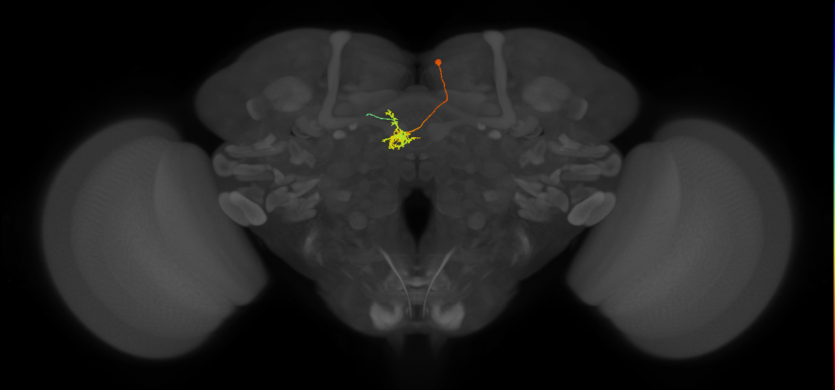 FC1F(FQ6)_C7_R (FlyEM-HB:819751391)