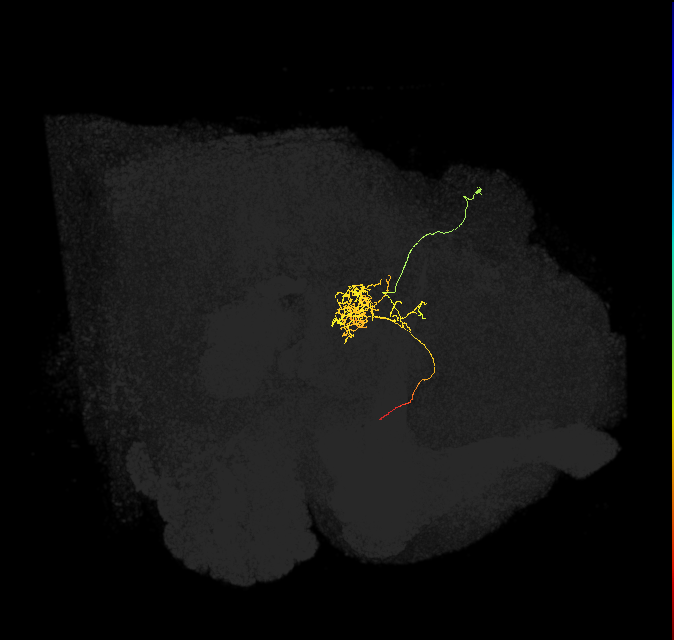 FC1F(FQ6)_C4_R (FlyEM-HB:909756319)