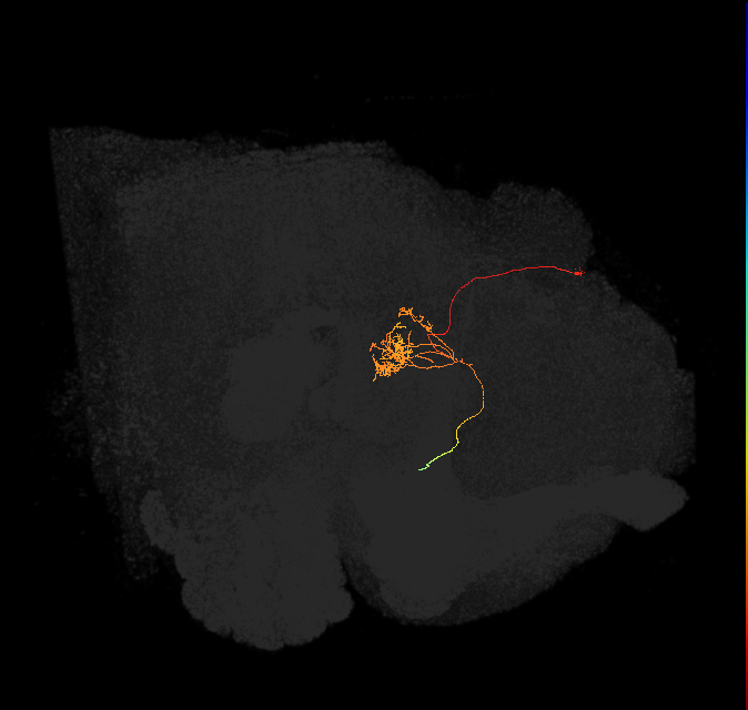 FC1F(FQ6)_C6_L (FlyEM-HB:1072503141)
