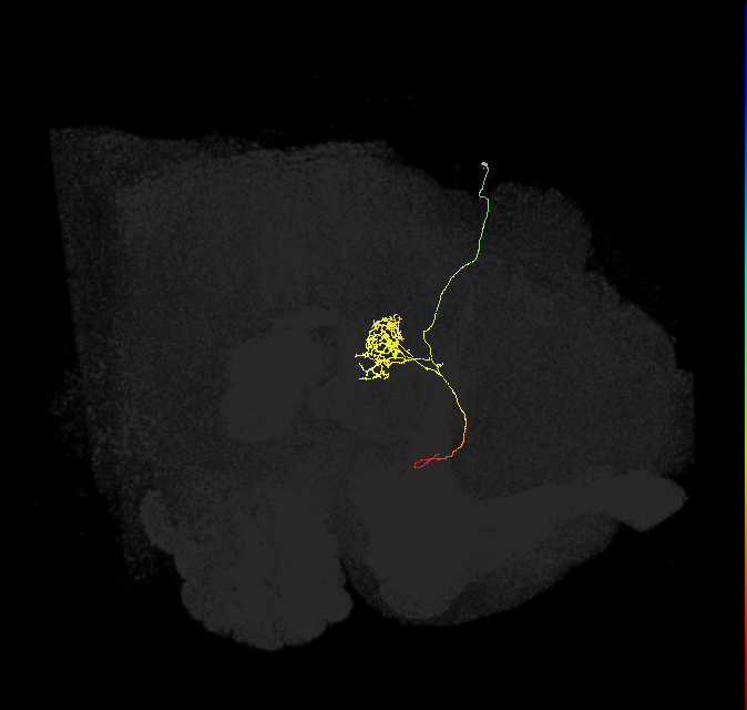 FC1F(FQ6)_C3_R (FlyEM-HB:1135902749)