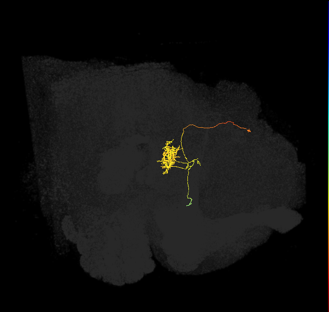 FC1F(FQ6)_C3_L (FlyEM-HB:1195917506)