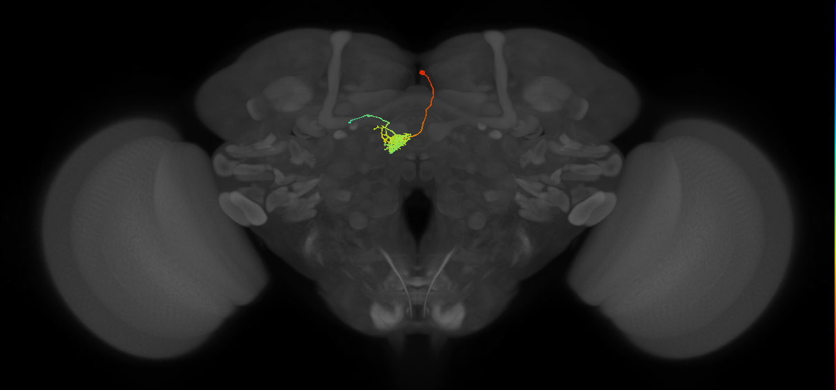 FC1F(FQ6)_C8_R (FlyEM-HB:1320480452)