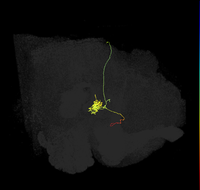 FC1F(FQ6)_C2_R (FlyEM-HB:1167969032)