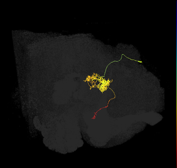 FC2A(FQ7)_C4_R (FlyEM-HB:1072818198)