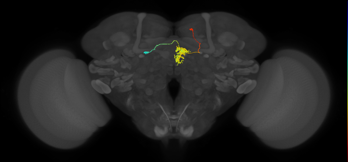 FC2A(FQ7)_C4_R (FlyEM-HB:1072818198)
