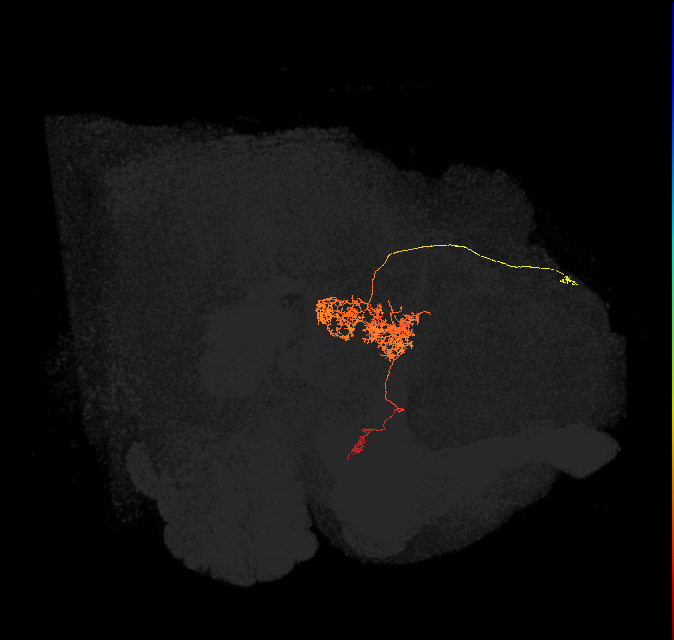 FC2A(FQ7)_C7_R (FlyEM-HB:1101845661)