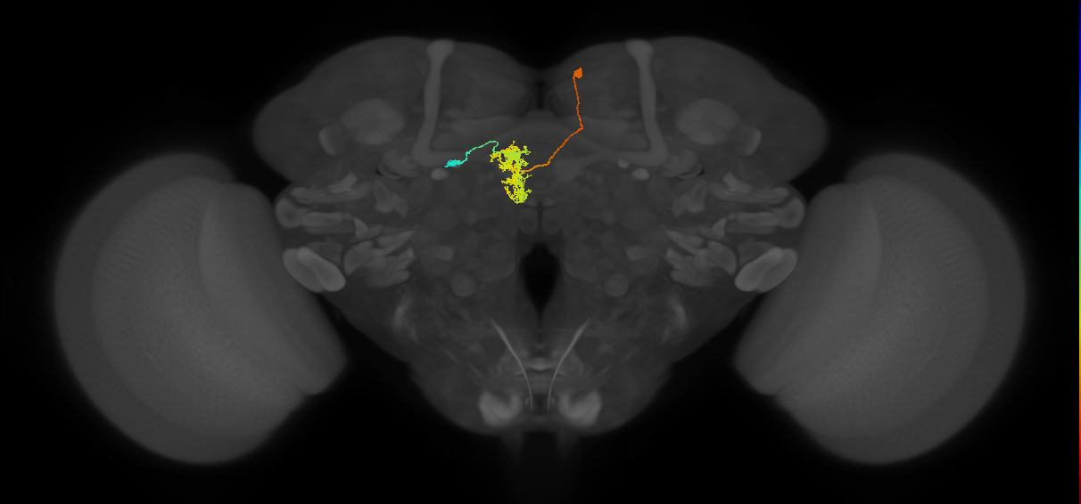 FC2A(FQ7)_C7_R (FlyEM-HB:1101845661)