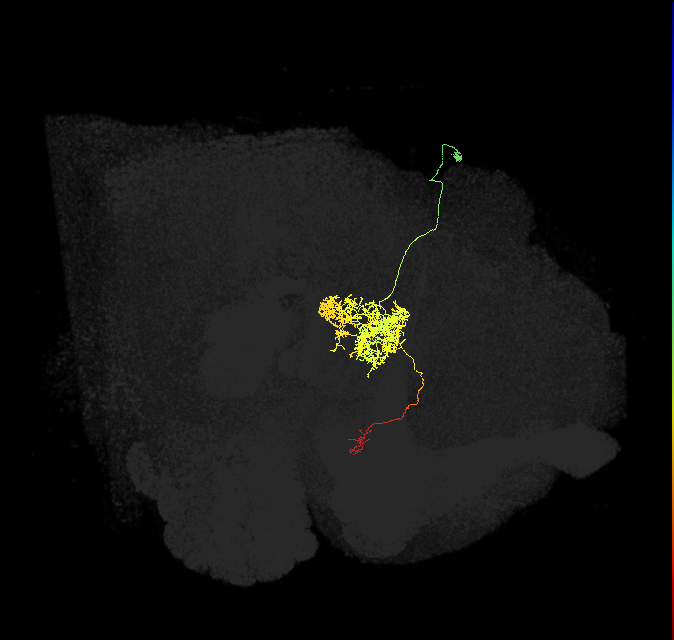 FC2A(FQ7)_C3_R (FlyEM-HB:1033196675)