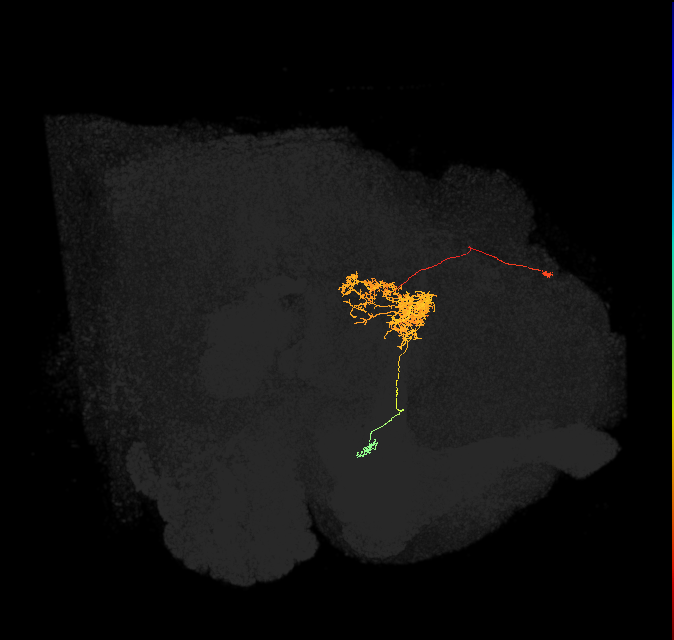 FC2A(FQ7)_C5_L (FlyEM-HB:1070103331)